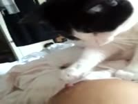 Kitty cat licking her zoophilia mom's nipples